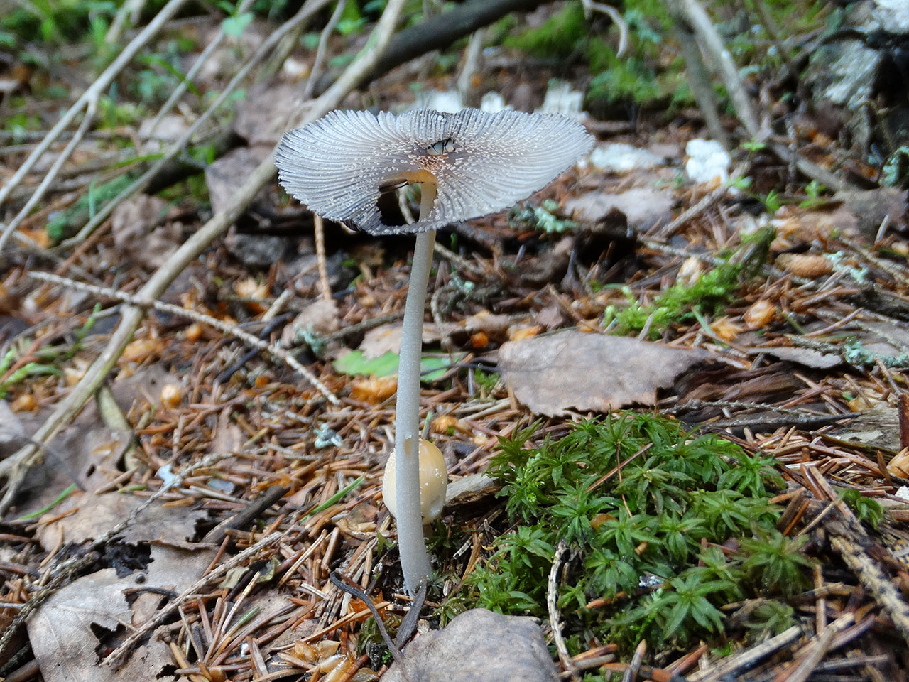 Coprinopsis cinerea AMF 20170617-08