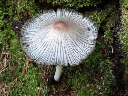 Coprinopsis cinerea AMF 20170713-04