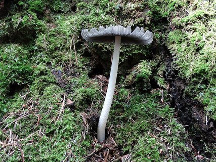 Coprinopsis cinerea AMF 20170713-05