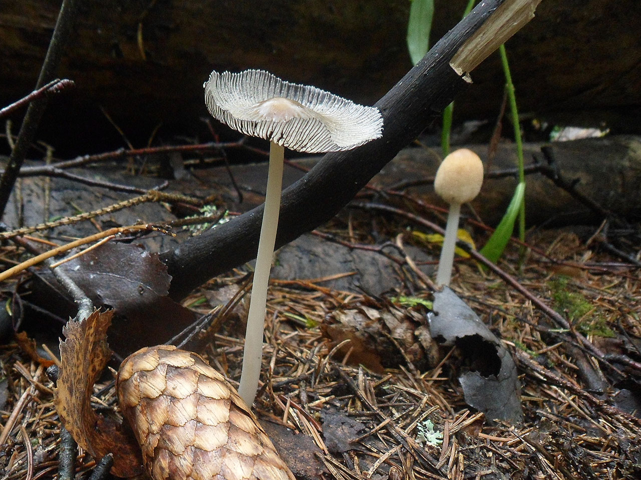 Coprinopsis cinerea AMF 20170907-01