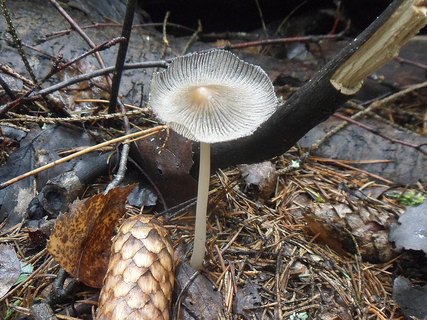 Coprinopsis cinerea AMF 20170907-02
