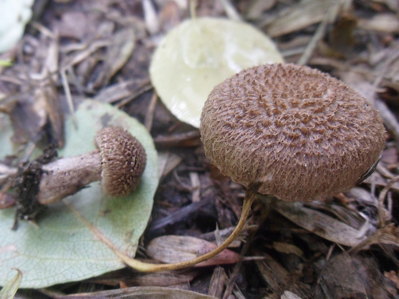 Inocybe lanuginosa AMF 20170716-01