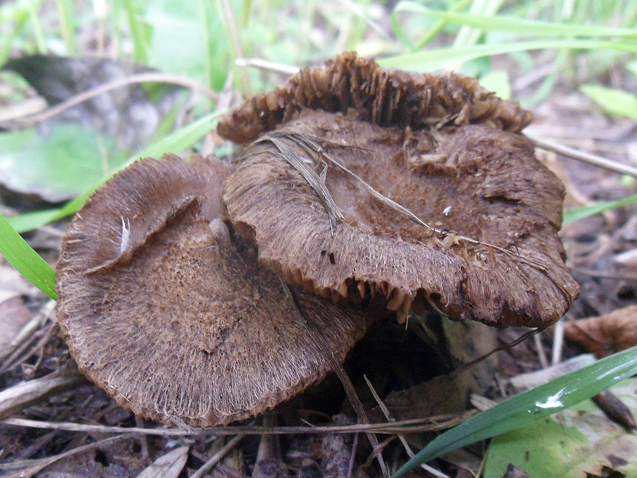 Inocybe lanuginosa AMF 20170716-02