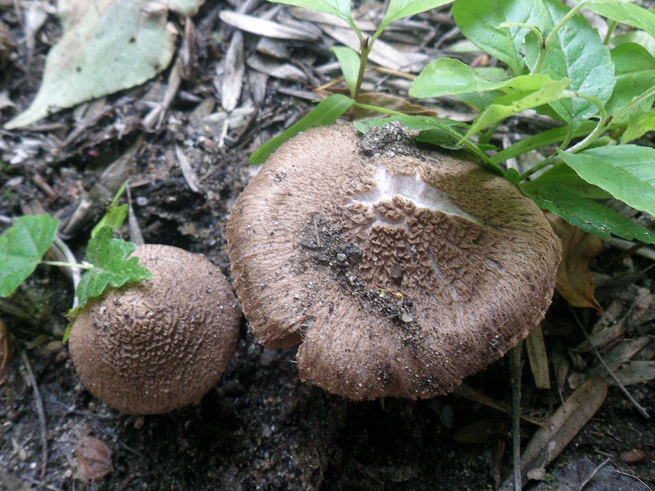 Inocybe lanuginosa AMF 20170716-03