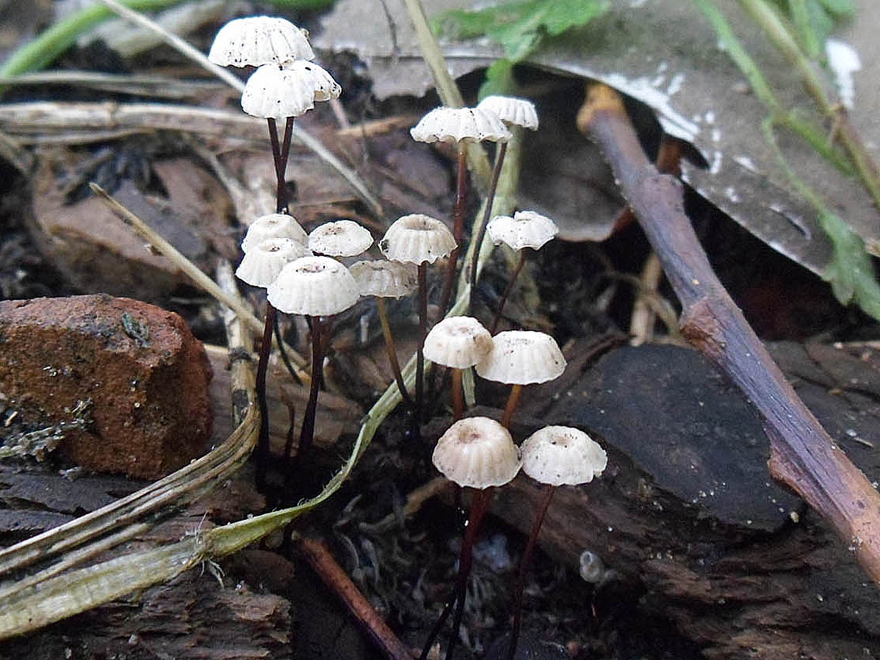 Marasmius rotula AMF 20160728-09