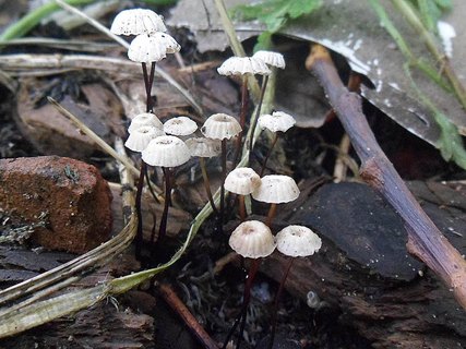 Marasmius rotula AMF 20160728-09