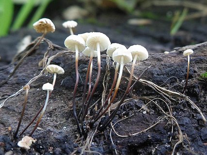 Marasmius rotula AMF 20160729-08