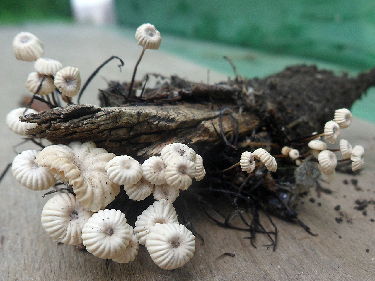 Marasmius rotula AMF 20170716-01