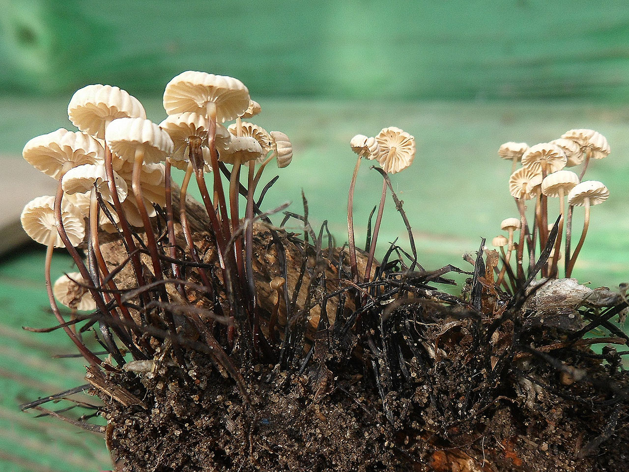 Marasmius rotula AMF 20170716-02