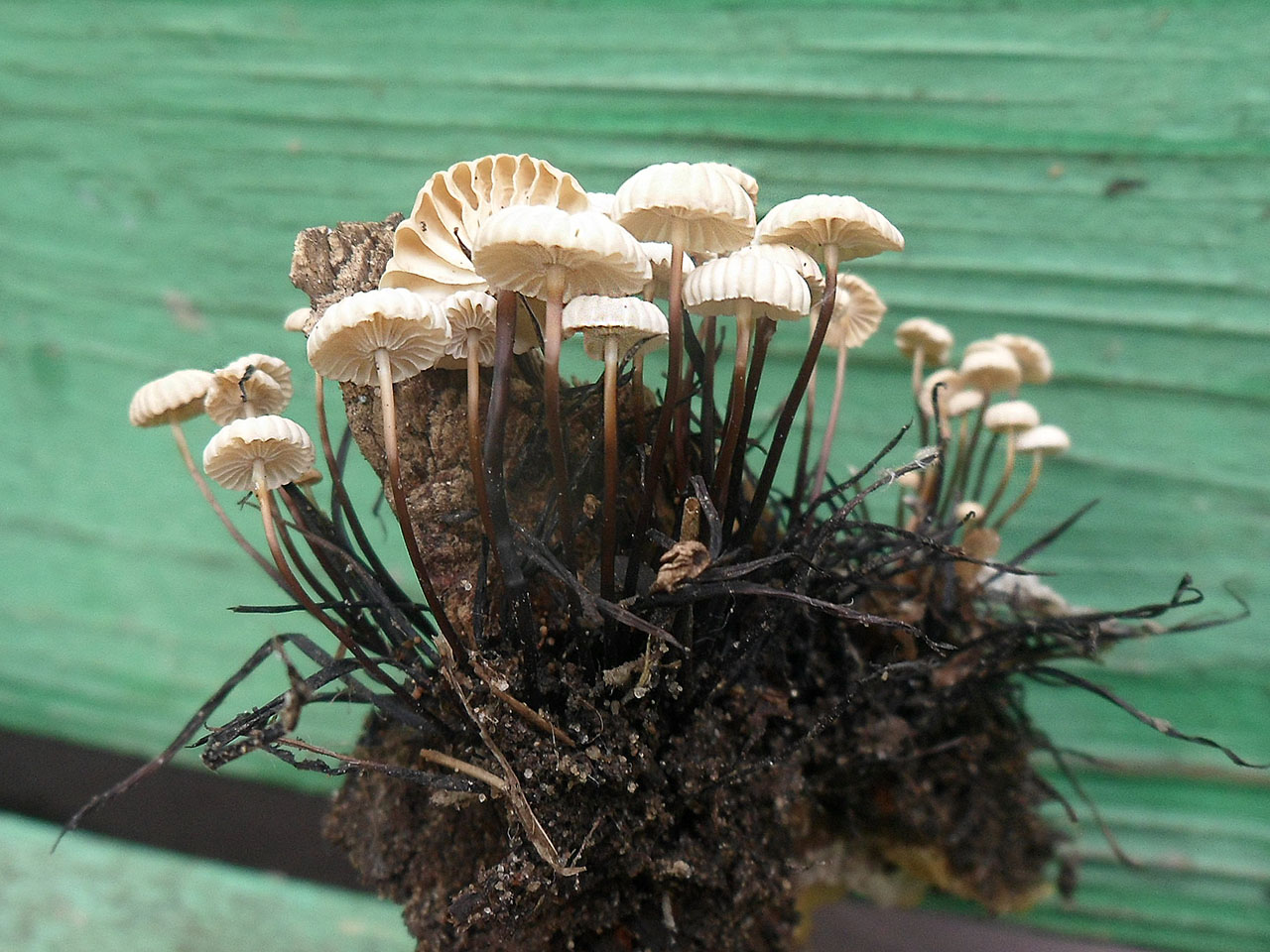 Marasmius rotula AMF 20170716-03