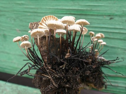 Marasmius rotula AMF 20170716-03