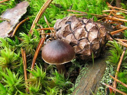 Cortinarius brunneus