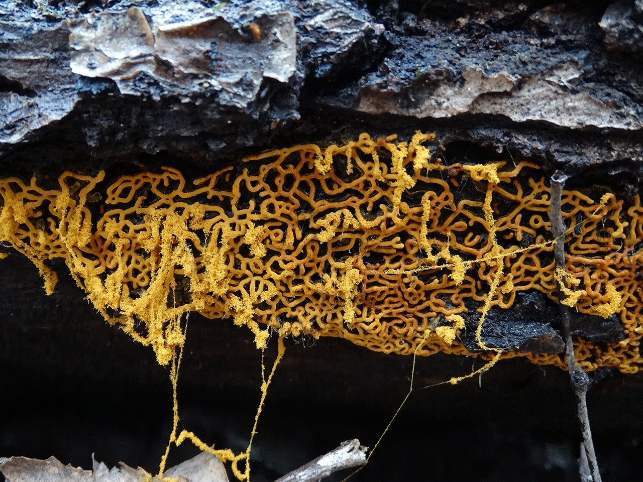 Hemitrichia serpula