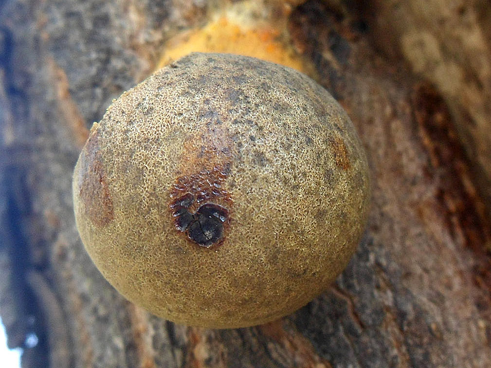 Lycogala flavofuscum АMF 20160417-01