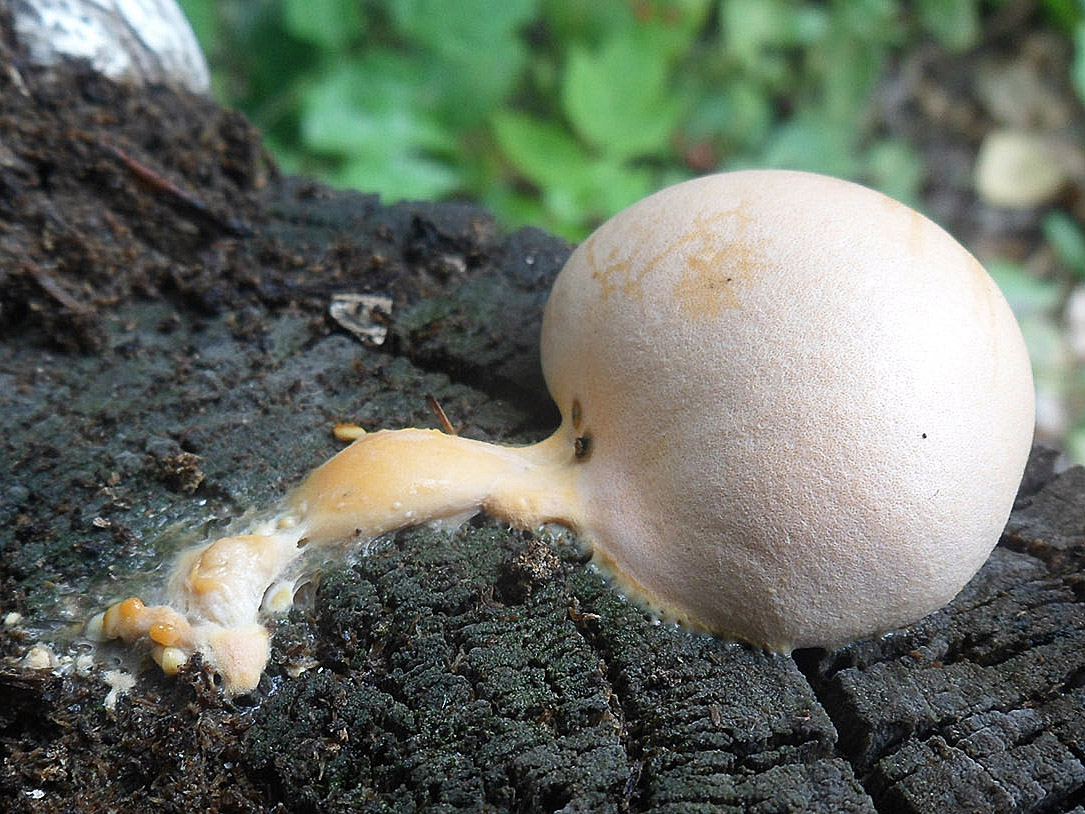 Lycogala flavofuscum АMF 20160720-03
