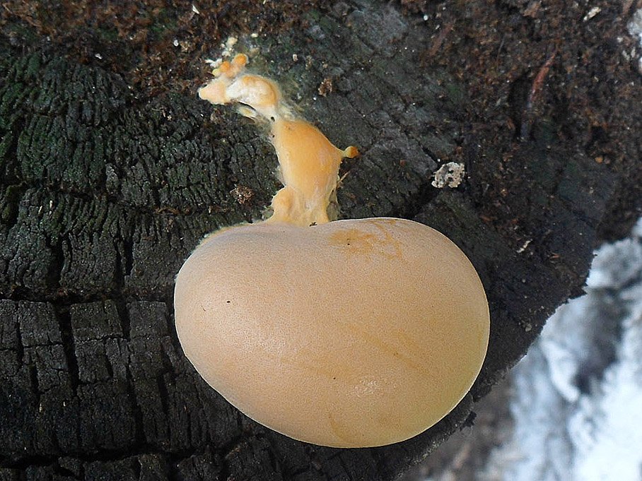 Lycogala flavofuscum