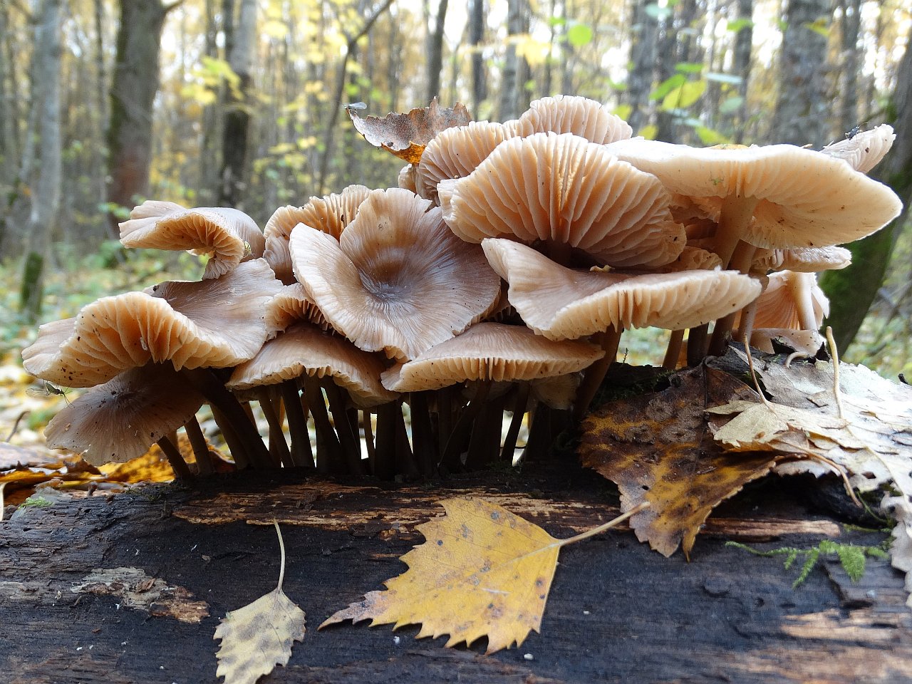 Mycena inclinata AMF 20171017-02