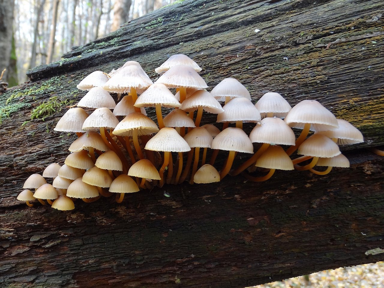 Mycena inclinata