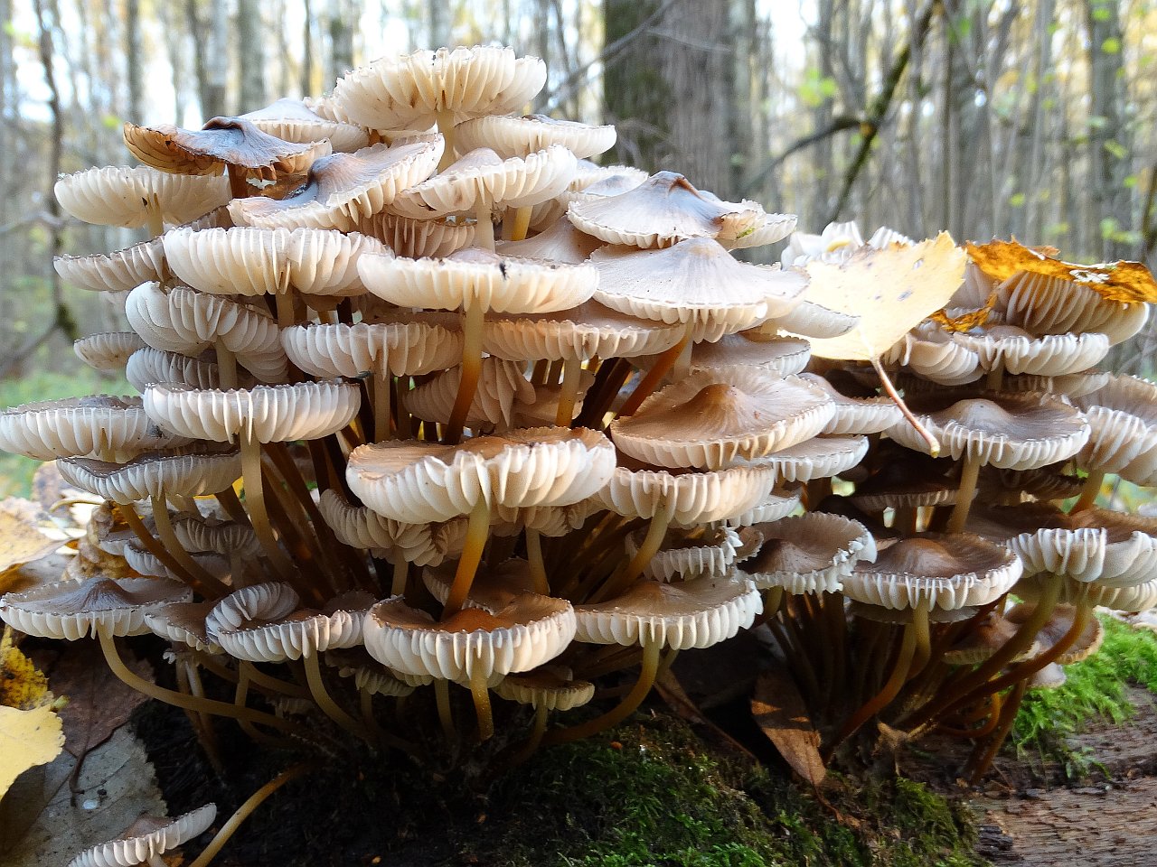 Mycena inclinata AMF 20171017-05