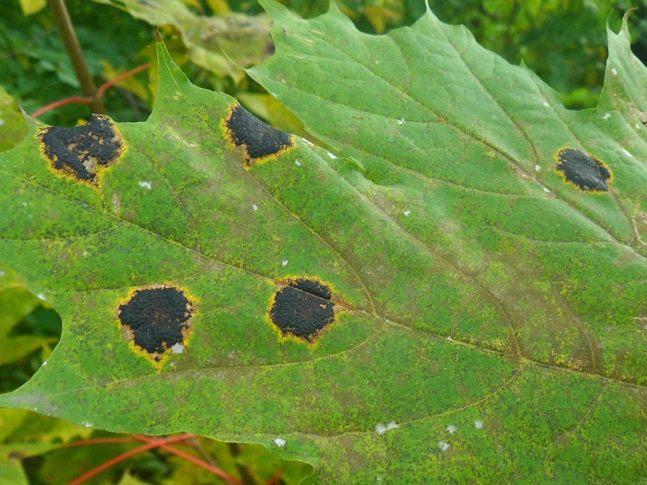 Rhytisma
