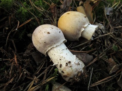 Cortinarius caperatus