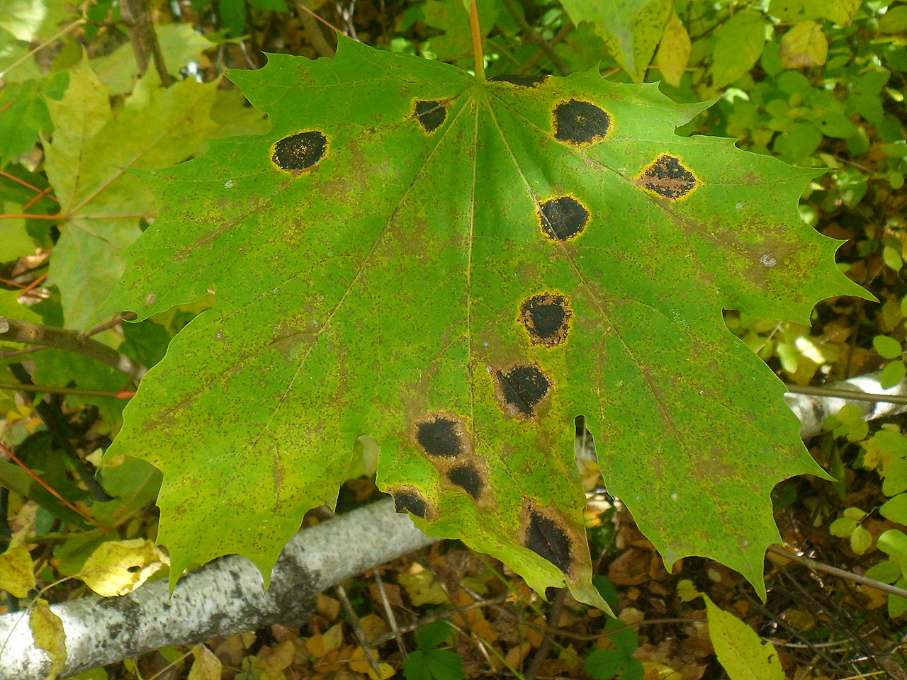 Rhytisma acerinum AMF 20171008-05