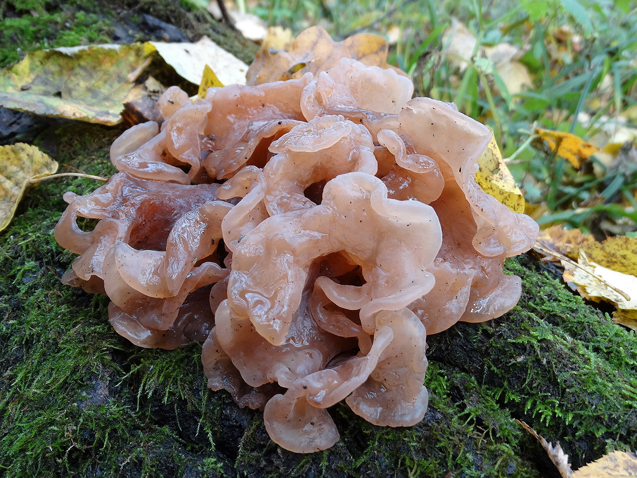 Tremella foliacea АMF 20171017-01