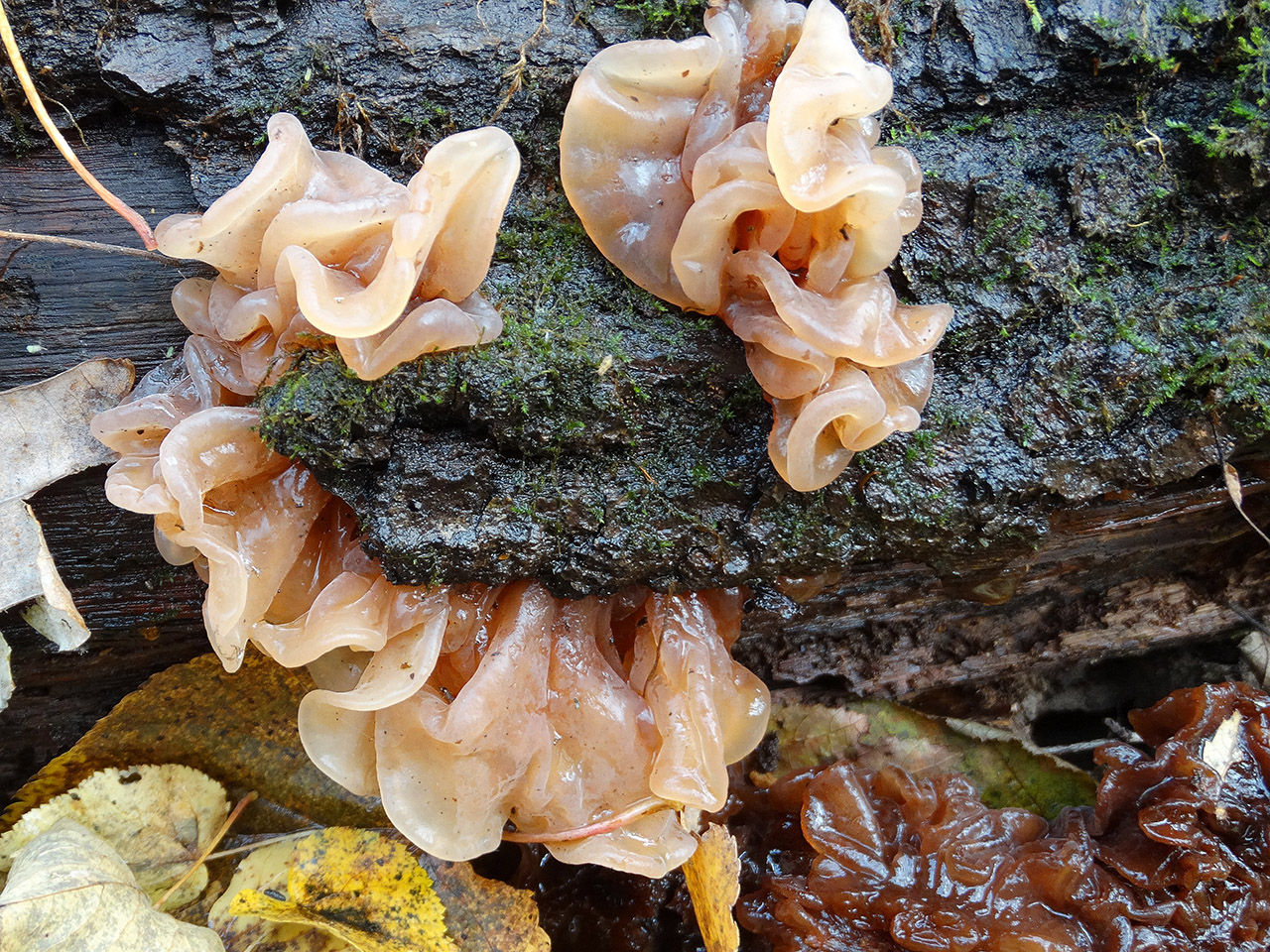 Tremella foliacea АMF 20171017-02