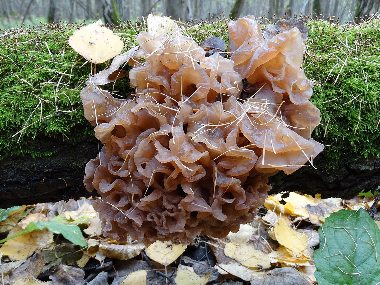 Tremella foliacea АMF 20171018-03
