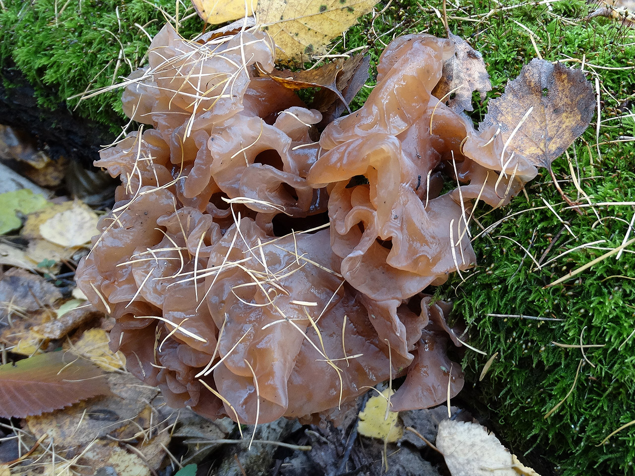 Tremella foliacea АMF 20171018-04