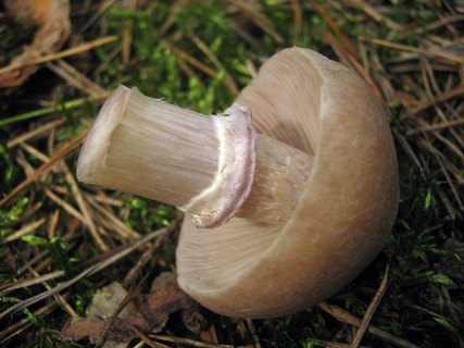 Cortinarius caperatus