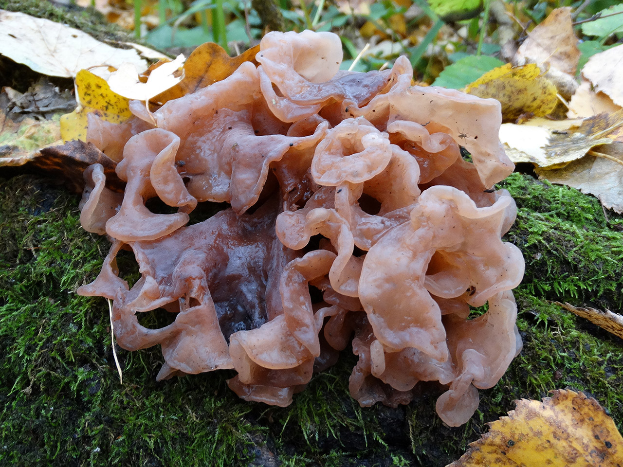 Tremella foliacea АMF 20171018-05