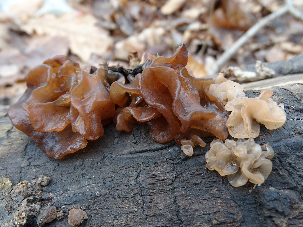 Tremella foliacea АMF 20171118-07
