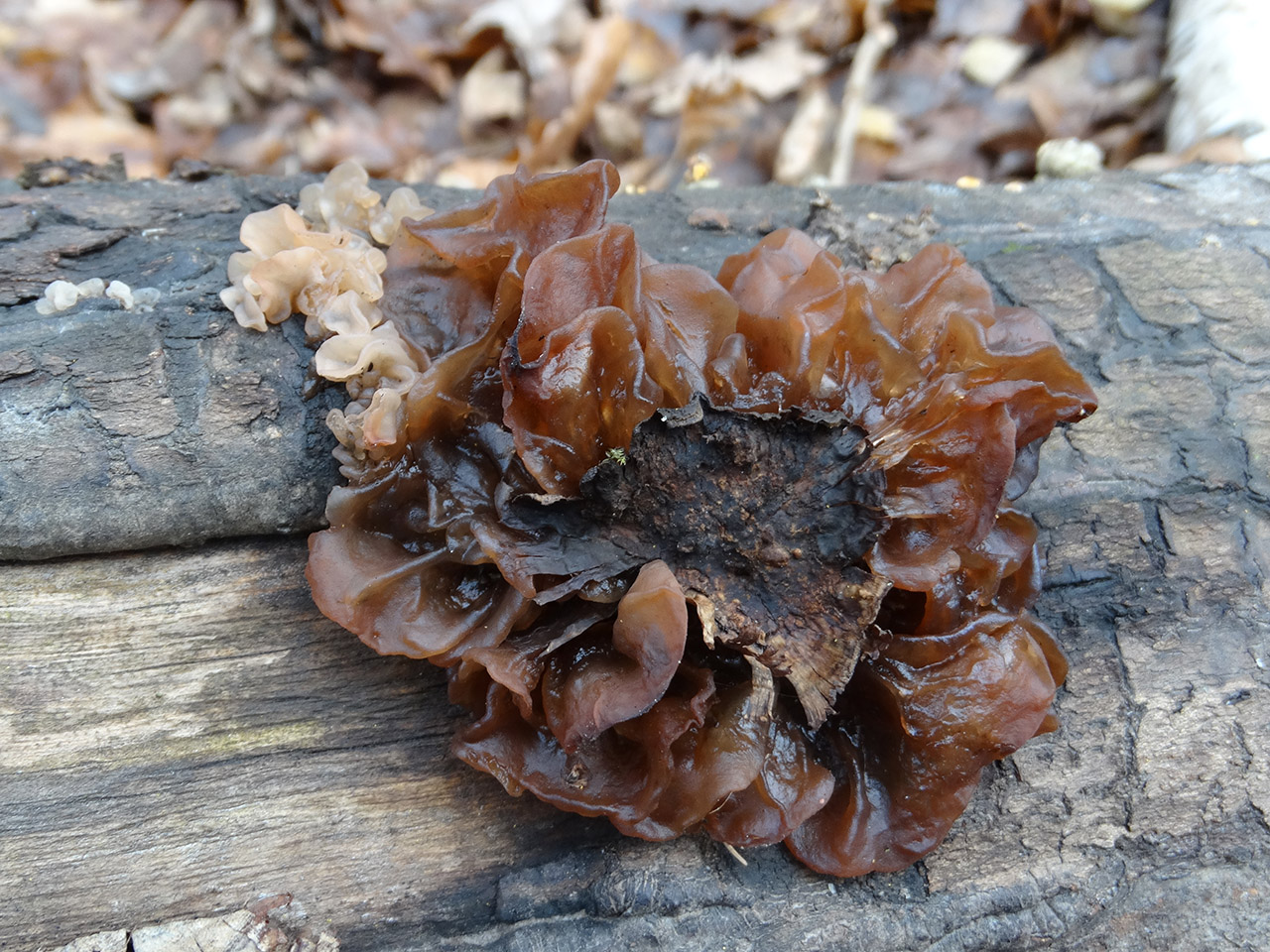 Tremella foliacea АMF 20171118-08