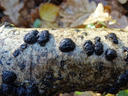 Jackrogersella multiformis AMF 20170811-04