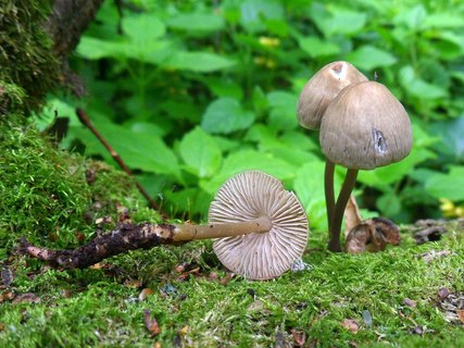 Mycena polygramma AMF 20170608-02
