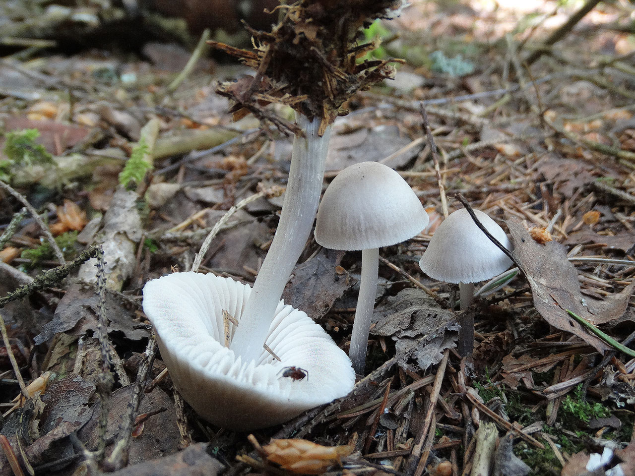 Mycena polygramma AMF 20170611-03