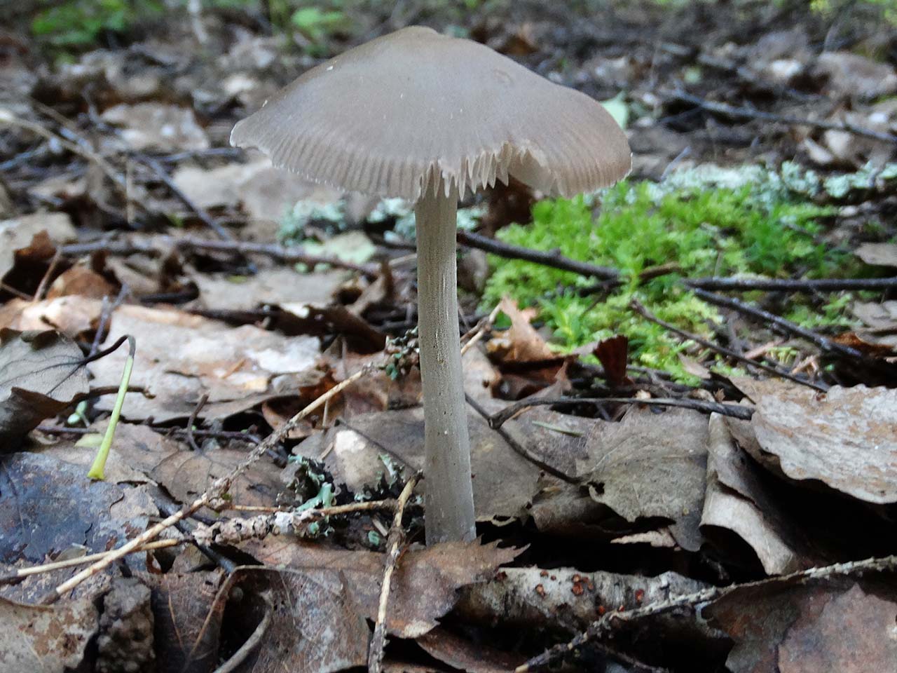 Mycena polygramma AMF 20170611-04