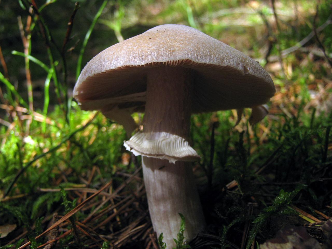 Cortinarius caperatus