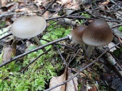 Mycena polygramma AMF 20170617-05