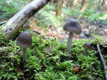 Mycena polygramma AMF 20170617-06