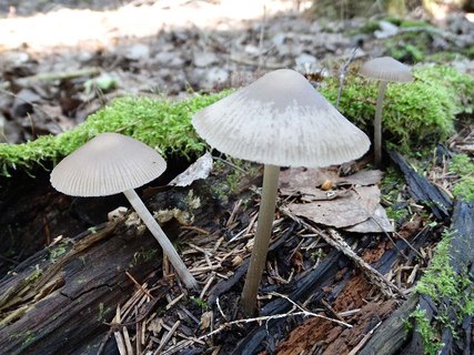 Mycena polygramma AMF 20170617-07