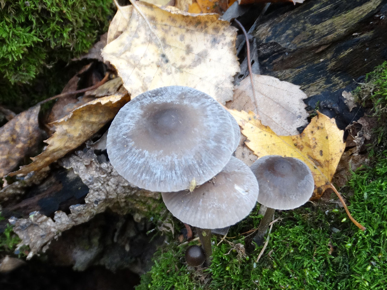 Mycena polygramma AMF 20171017-08