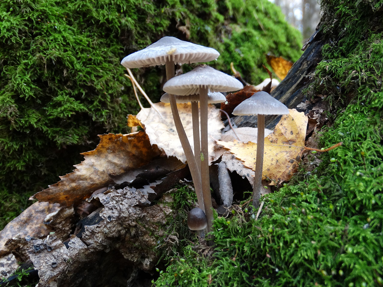 Mycena polygramma AMF 20171017-09