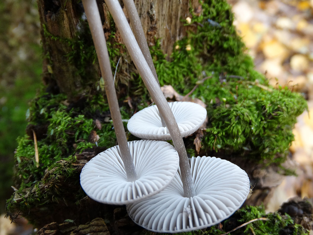 Mycena polygramma AMF 20171017-10