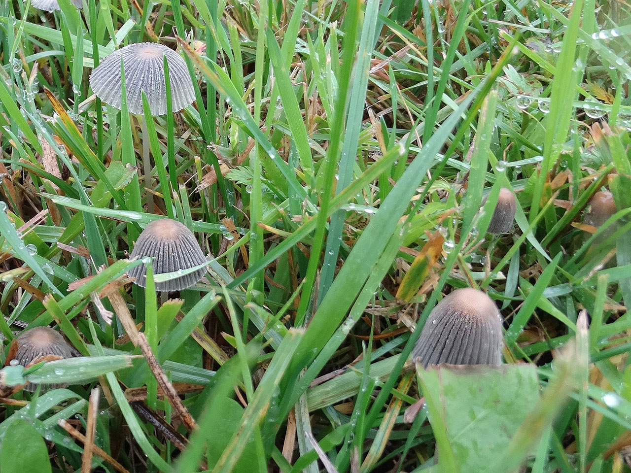 Parasola plicatilis AMF 20171010-01
