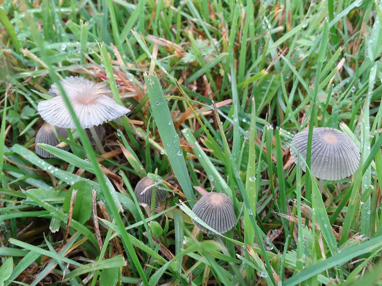 Parasola plicatilis AMF 20171010-03