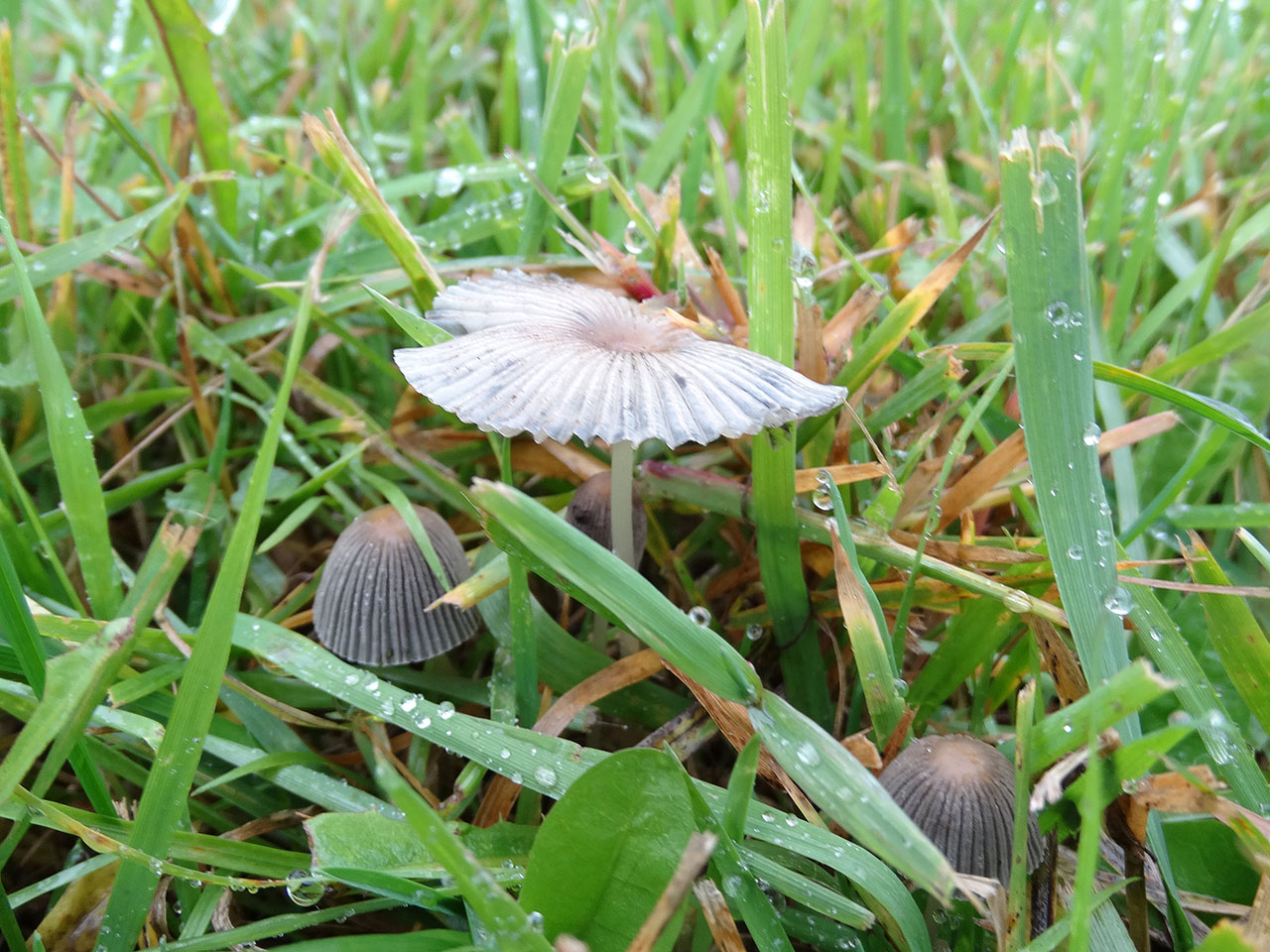 Parasola plicatilis AMF 20171010-04