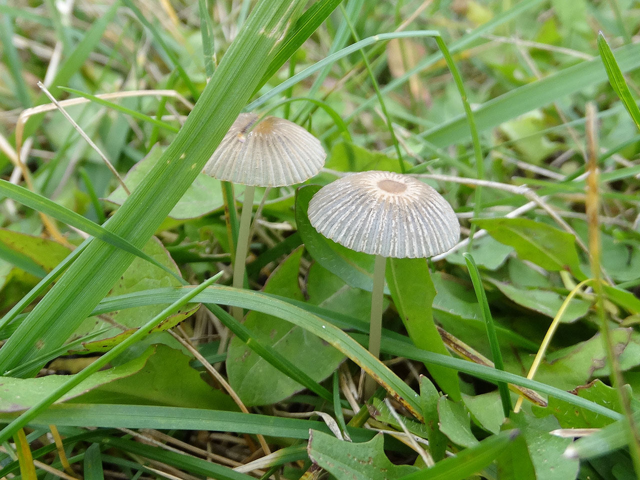 Parasola plicatilis AMF 20171018-05