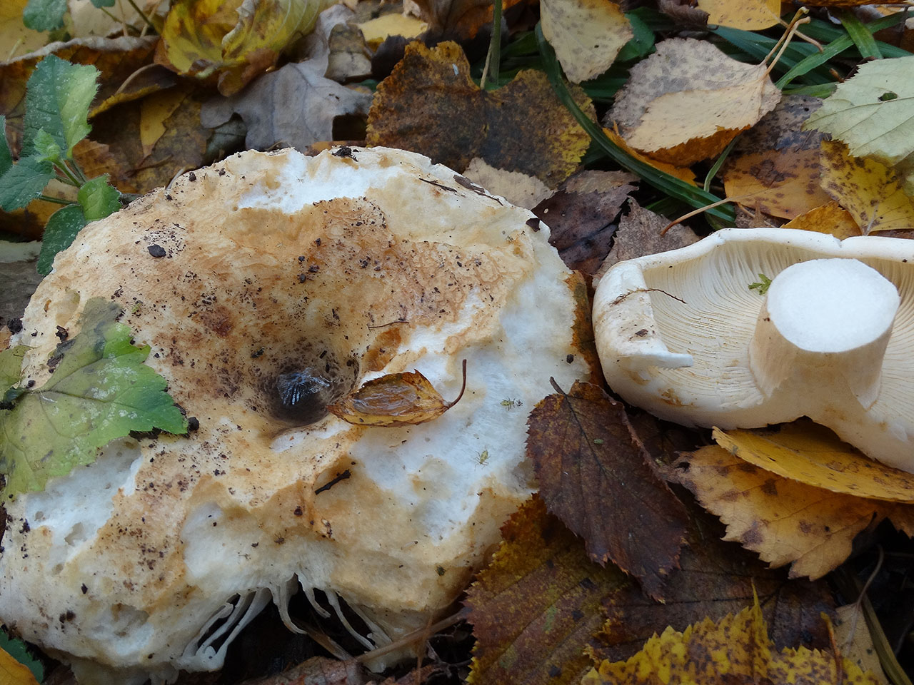Russula delica AMF 20171017-03